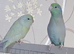 Parrotlet pair