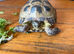 Horsfield Tortoise