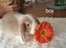 Gorgeous mini lops