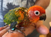 Son conures silly tamed babies available
