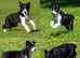 Last Boy border collie
