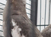 Cockatiels for sale.