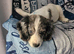 WORKING COCKER SPANIEL BITCH FOR SALE