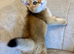 ️ Adorable Kittens ️