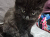 Fluffy kittens half Maine Coon