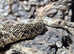 Het Hypo Bull Snake at Birmingham Reptiles
