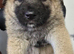 Five Beautiful, Healthy Confident Puppies for New Home