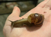 1 wild type Giant African land snail (COLLECTION ONLY)