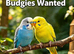 WANTED: ALL BUDGIES — YOUNG & ADULT, ALL TYPES & ALL COLOURS!
