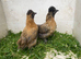 ****PekinXSilkie Pullets****