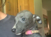 Blue kennel club registered whippet pups