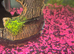 Mixed guppies