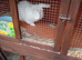 Various dwarf rabbits.
