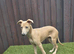 Whippet Female Pup 14 Weeks Old NOT KC