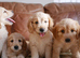 Stunning Health Tested Goldendoodle Puppies