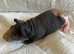 Skinny pig babies boys and girls.