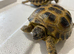 HORSFIELD&rsquo;S GARDEN TORTOISES