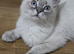 Blue Ragdolls