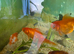 Fancy goldfish