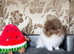 Party Lilac tiny Pomeranian boy