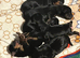 6 Pure breed pedigree puppies