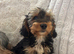 Beautiful yorkiepoo puppy
