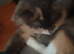 2 years old female cat for sale