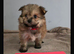 Pomeranian/yorkshire terrier