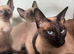 Pure Siamese (GCCF can be available)