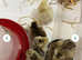 Week old silkie chicks