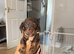 Two mini dachshund left