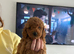 Cockapoo puppies