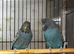 4 pairs of Black face budgies