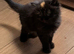 Stunning Persian kittens