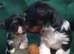 Biewer Terrier