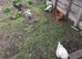 Silkies for sale