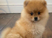 Gorgeous female Pomeranian pup