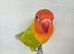 dilute, split opaline Fischers Lovebird