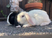 Mini Plush Lops