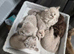 Scottish fold kittens