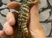 Red Tegu at Birmingham Reptiles