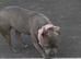3 year old female blue staff