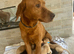 Fox red Labrador Labrador Retriever & Lurcher Hybrid