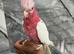 Friendly Baby Handreared Super Tame Cuddly Lutino Galah Cockatoo Parrot,14