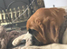 6 month old St Bernard