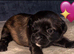6 beautiful Frug Puppies