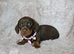 Beautiful smooth mini dachshunds