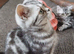 Bsh. Silver Classic Tabby. Ready on the end of June to new homes.
