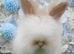 3 Angora Boys Ready Now