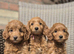 READY..Miniature Red Goldendoodle dna clear